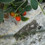 Cotoneaster integerrimus Frukt