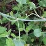 Rumex scutatus Hoja
