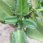 Kalanchoe ceratophylla Liść