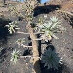 Echium hierrense Leaf