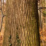 Castanea sativa Kôra