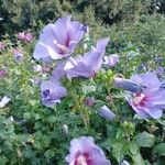 Hibiscus syriacusBlomst