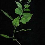 Circaea repens Hábito