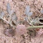 Neurada procumbens Leaf