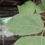 Mucuna pruriens Leaf