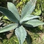 Agave asperrima Leaf