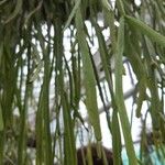 Rhipsalis micrantha Leaf