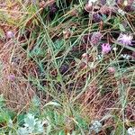 Centaurea paniculata Habitat