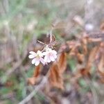 Berteroa mutabilis Flower