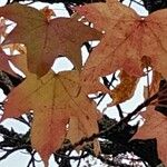 Liquidambar formosana Leaf