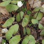 Jeffersonia diphylla Habitat