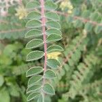 Astragalus alopecuroides Leaf