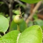Pyrus pyrifolia Gyümölcs