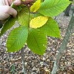 Fagus grandifolia Leaf