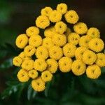 Tanacetum vulgare Flower