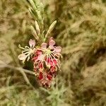 Oenothera suffrutescens Flor