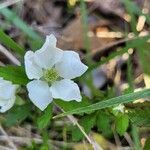 Rubus argutus Blüte