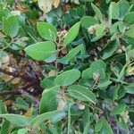 Arctostaphylos patula Blad