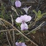 Barleria argentea Flower
