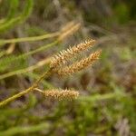 Lycopodiella cernua Frutto