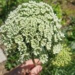 Visnaga daucoidesЦвят