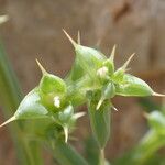 Salsola kali Feuille