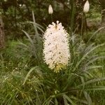 Amianthium muscitoxicum Flower
