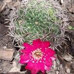 Gymnocalycium baldianum Blüte