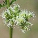 Torilis nodosa Fruit