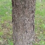 Pyrus salicifolia Bark