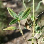 Helianthemum oelandicum Bark