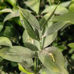 Ruscus hypoglossum Folio