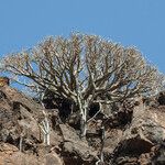 Euphorbia balsamifera Bark