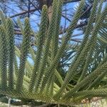 Araucaria columnaris Hoja