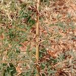 Vachellia seyal Folha
