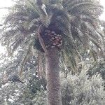 Phoenix canariensis Blad