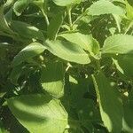 Coleus barbatus Leht