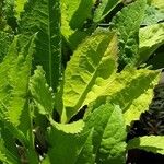 Aster tataricus Blad