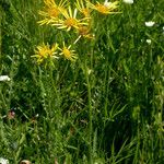 Senecio clarkianus