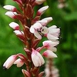 Bistorta amplexicaulis Floare