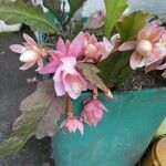 Disocactus phyllanthoides Blüte