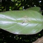 Philodendron sagittifolium List