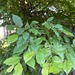 Carpinus orientalis Blad