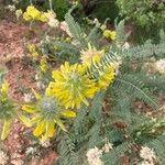 Astragalus alopecuroides Flower