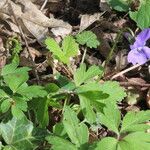 Viola riviniana برگ