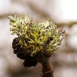 Fraxinus excelsiorFlower