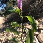 Cryptostegia grandiflora Habit