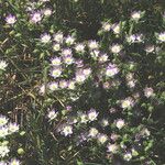Allium praecox Virág
