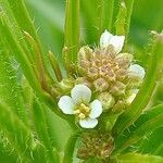 Euclidium tenuissimum Flower