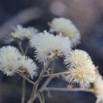 Gymnanthemum amygdalinum Blüte
